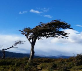 Árbol bandera en Tierra del Fugo