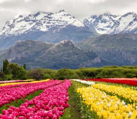 Trevelin campo de tulipanes
